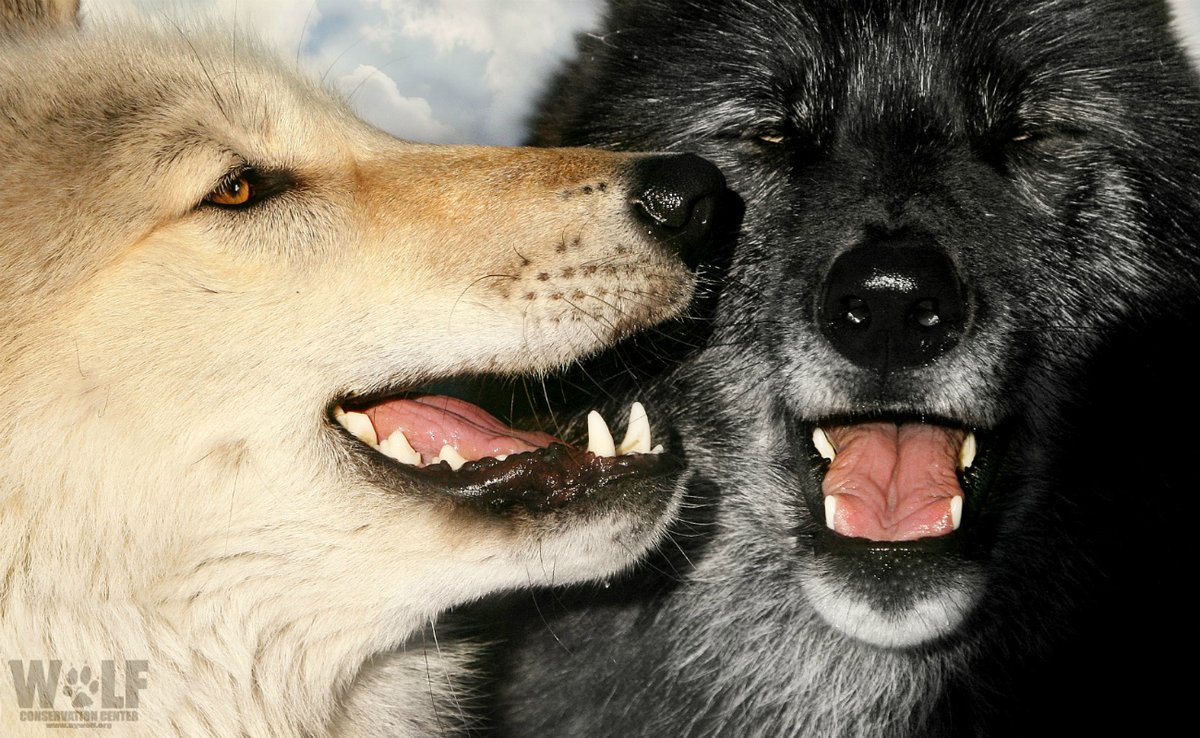 nywolforg's tweet photo. Got nothing to do but smile 🐺
#weekendvibes https://t.co/DaiM0r5BRS