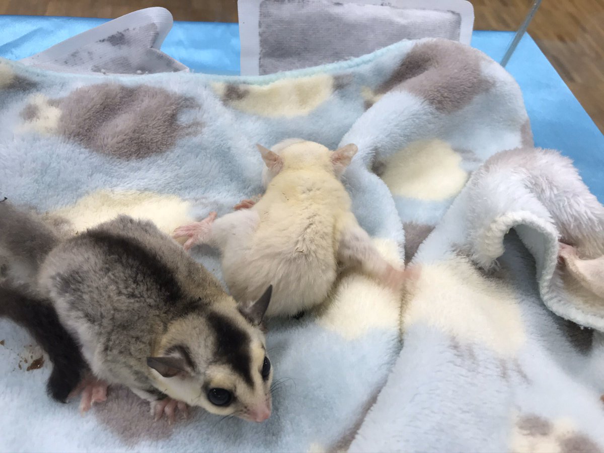 モモンガベビー