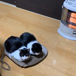 まるでスリッパ!？そっくりの二匹の猫がかわいい!!