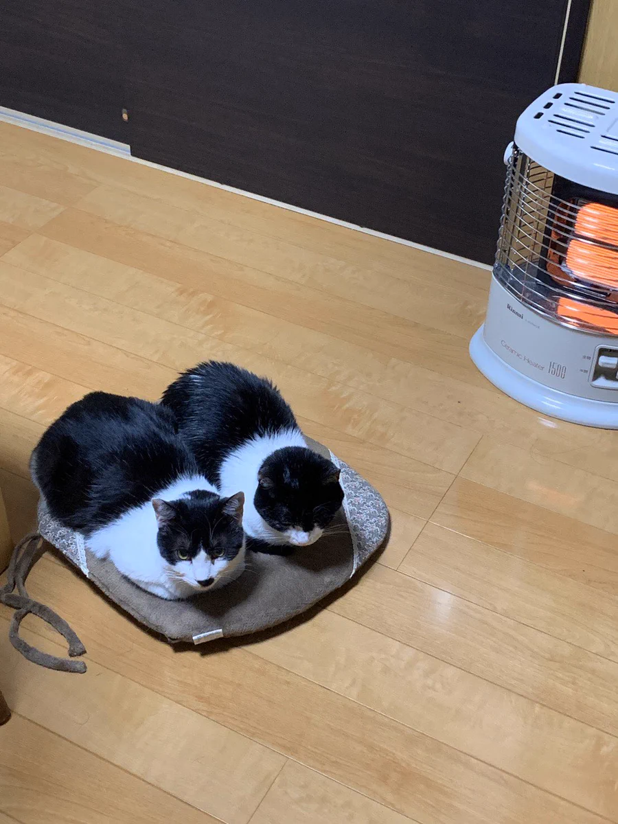 まるでスリッパ！？そっくりの二匹の猫がかわいい！！！