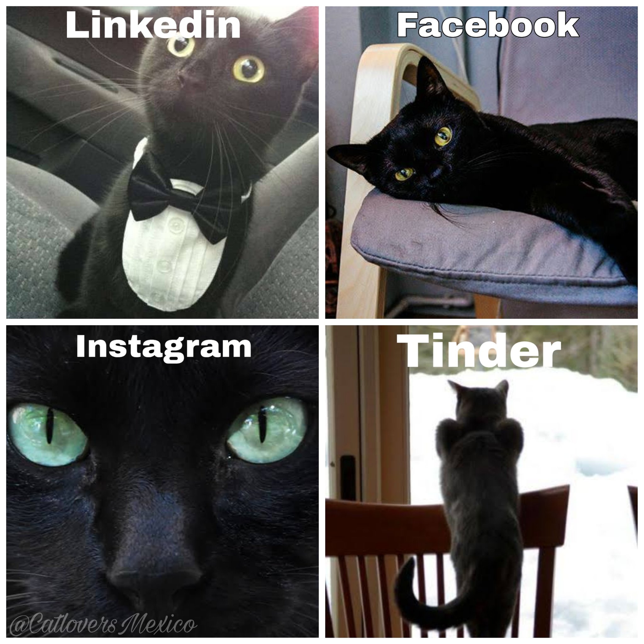 Tinder for cat