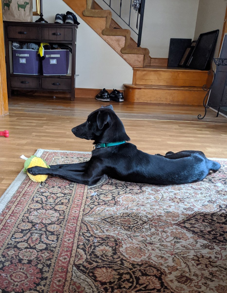 tonyfoti's tweet photo. I'm pretty sure my pixel picked up  the barking from our new puppy and triggered Google Ads to serve me targeted bark suppression type products. https://t.co/KdpnDI9SMW