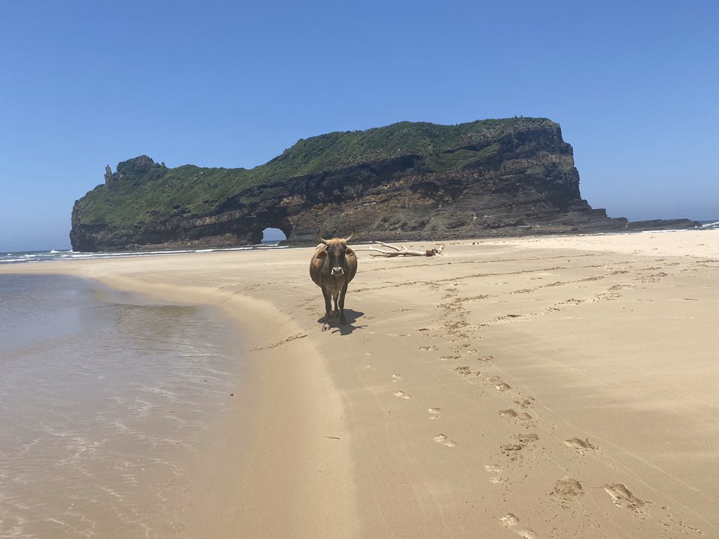 We started off in the rural eastern cape(coffee bay)and slept there for one night! It was amazing,the fresh air and the cows grazing by the beach,the hole in the wall!! It was everything!