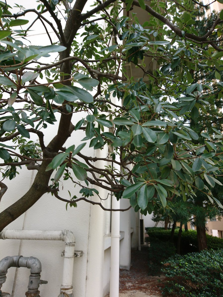 羅菜 この木なんだろ ブルーベリーっぽい身で結構固くて中に赤と緑の種入ってる 結構高めだからシャリンバイでもないしイヌツゲでもない ユズリハっぽい葉のなり方してるけど幹が赤くないし葉っぱわやわやしてないなーーーーーー スパイスだったらもぎたい