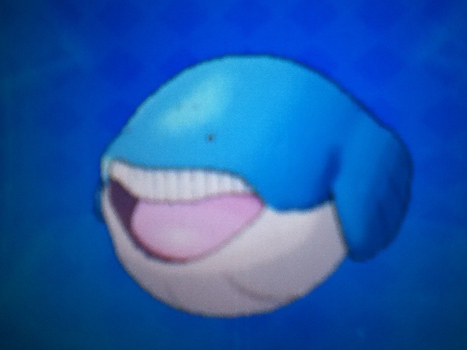 OoCPokemon's tweet photo. https://t.co/gjjbze3ZPs