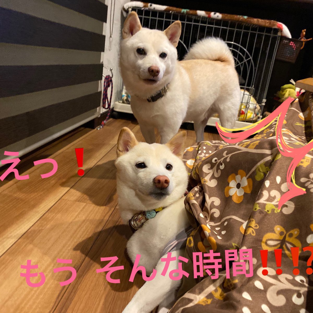 白柴一家 はく ゆき V Twitter 寝てた えっ もうそんな時間 Were Sleeping Well Is It Time Already 柴犬 白柴 犬のいる暮らし 子犬 白柴子犬 子犬成長 白柴一家 Shibainu Shiroshiba Lifewithadog Puppy Shiroshibapuppy