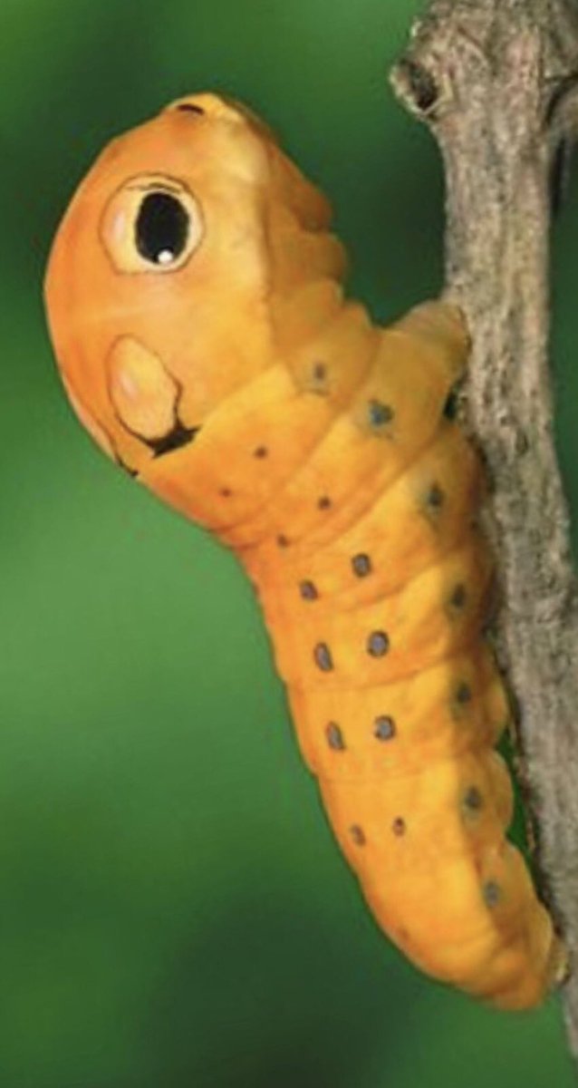Serge Ibaka    Spicebush Swallowtail              Caterpillar