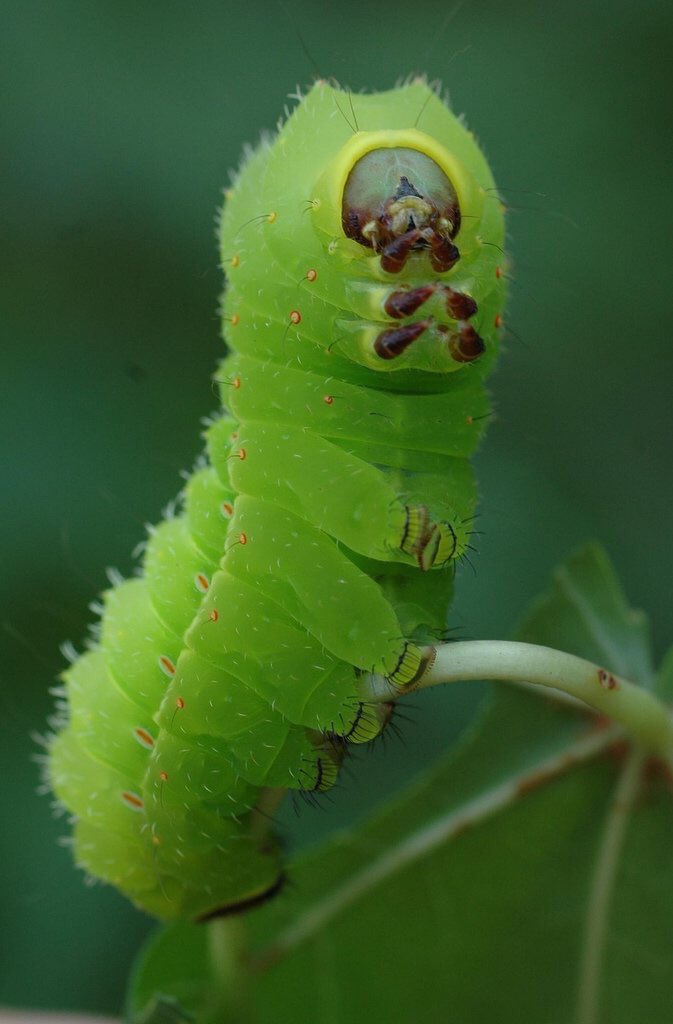 Rondae Hollis       Luna Moth   Jefferson      Caterpillar