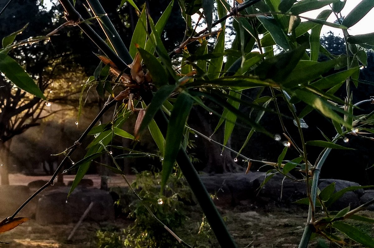 nikipentium's tweet photo. #cubbonpark #Bengaluru #dewdrops #morning https://t.co/H0HRtsm486