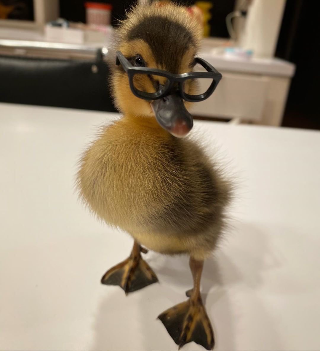 .     OG              Baby Duck  Anunoby      Wearing Glasses