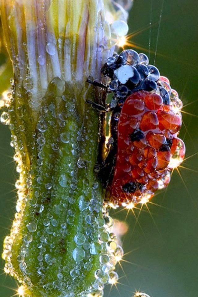 .   Pascal         Ladybug Covered   Siakam         With Dew