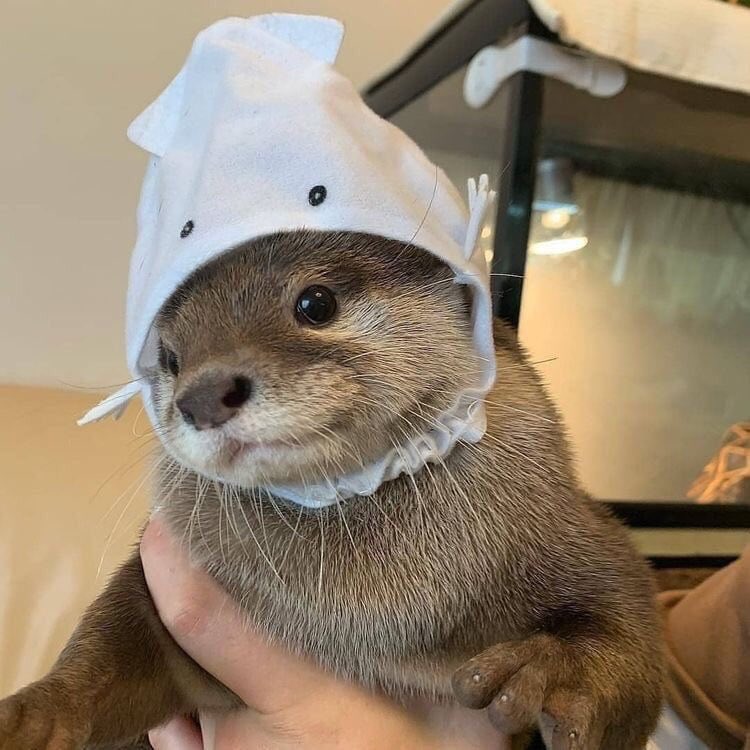 .     OG            Otter Wearing  Anunoby           A Hat