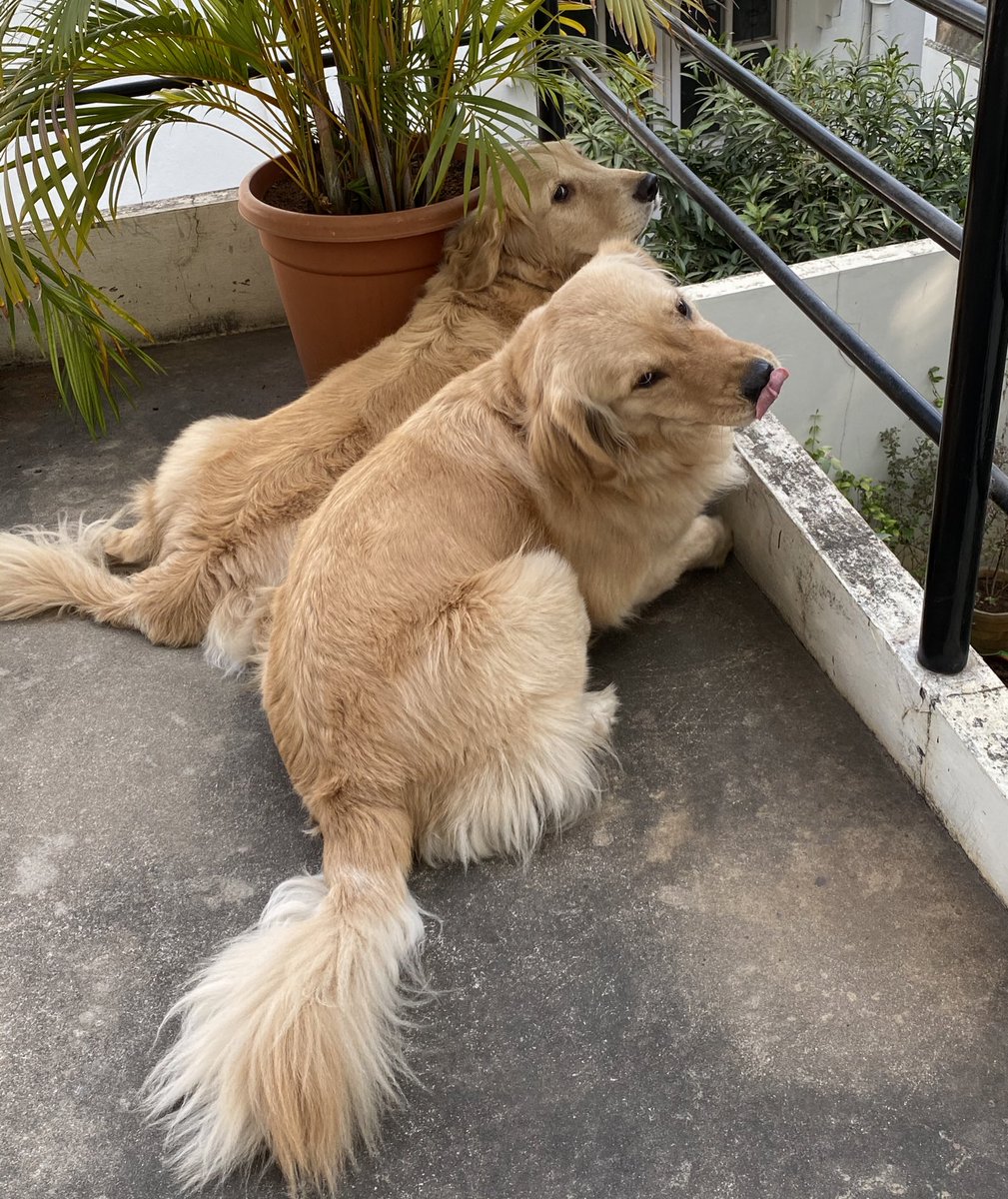 iamSushanthA's tweet photo. Twinning &amp; with their own expressions too! 😏😛 #Thor #Leia #goldenretriever #dogsoftwitter https://t.co/ztfaeXLkPr