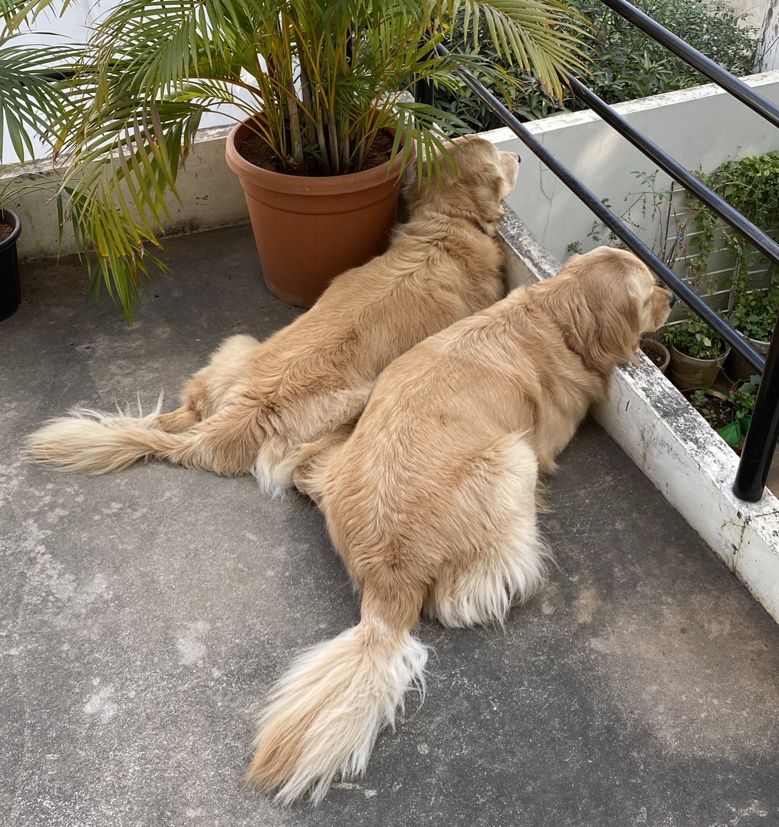 iamSushanthA's tweet photo. Twinning &amp; with their own expressions too! 😏😛 #Thor #Leia #goldenretriever #dogsoftwitter https://t.co/ztfaeXLkPr