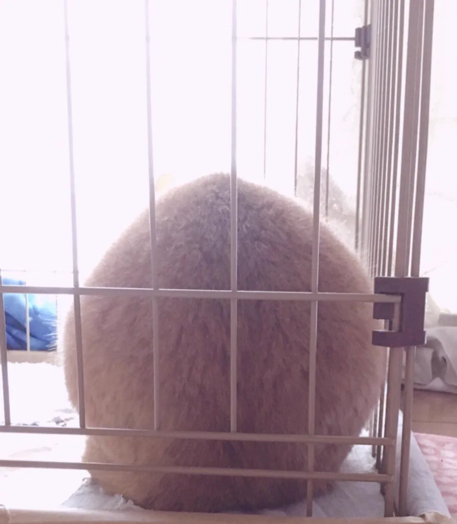 @CatApartment こんにちはこちらもニャン球です🐱
#猫
#ネコ
#にゃんたま
#にゃん球
#にゃんきゅう 