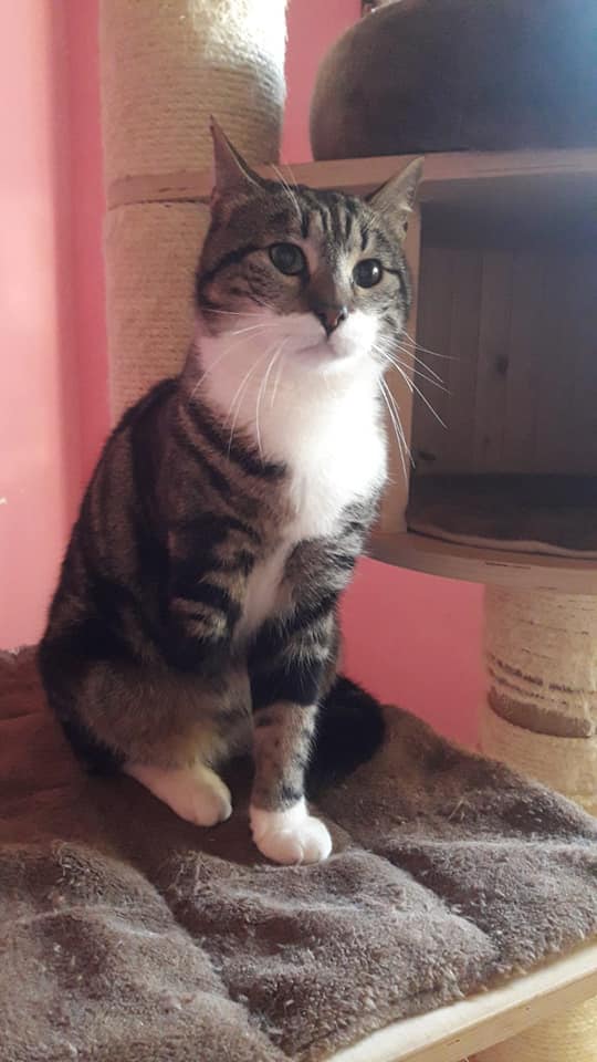 MunaronLuisella's tweet photo. VALENTINO bellissimo e buonissimo micio tripode cerca casa. Castrato testato negativo e vaccinato, abituato a vivere con cani e gatti, dolce ed affettuoso con le persone.
Al momento si trova a Latina 
La sua adozione è piuttosto urgente...
Info 3405560884 oppure messenger https://t.co/hT2OuIinrI