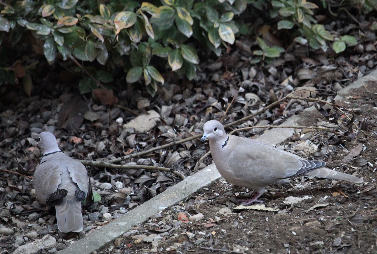 Puncoskka's tweet image. Taková láska.❣️A nemyslím tu od Pavla Kohouta. 🙂
#hrajusi #zrcadlovka #teleobjektiv #200mm #photography #photoshoot