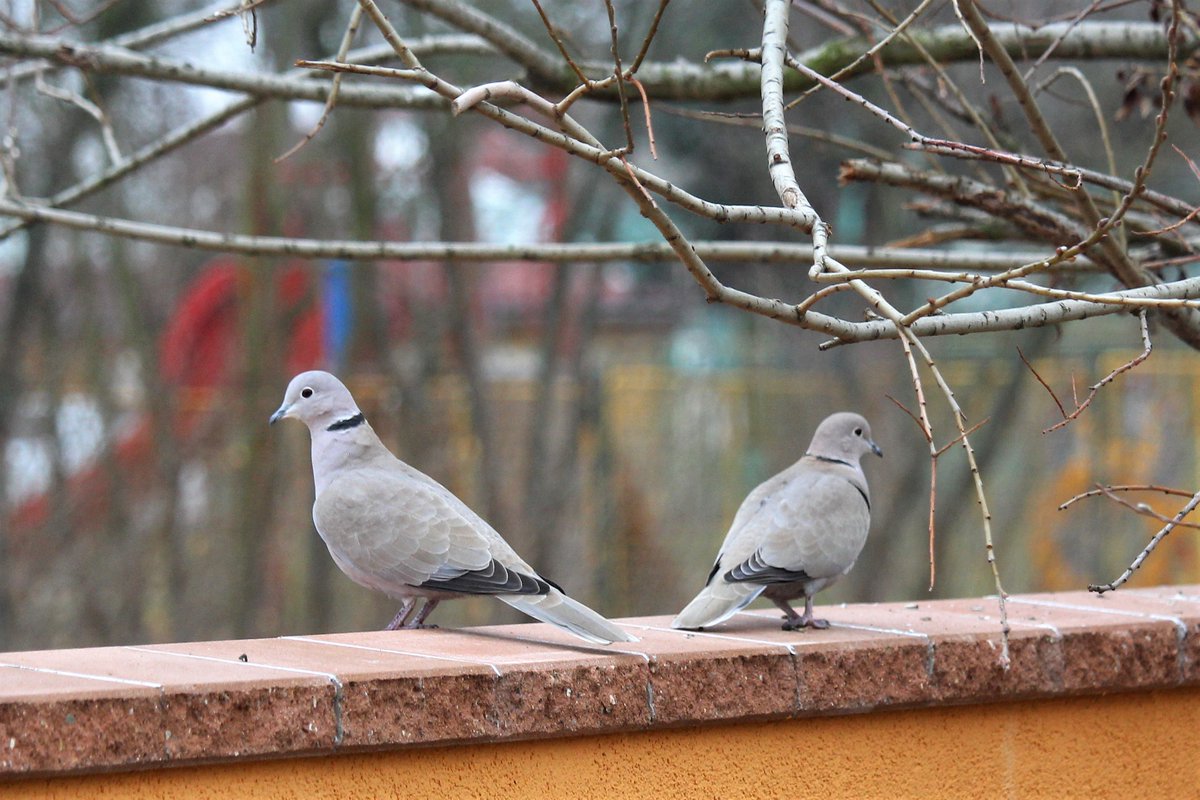 Puncoskka's tweet image. Taková láska.❣️A nemyslím tu od Pavla Kohouta. 🙂
#hrajusi #zrcadlovka #teleobjektiv #200mm #photography #photoshoot