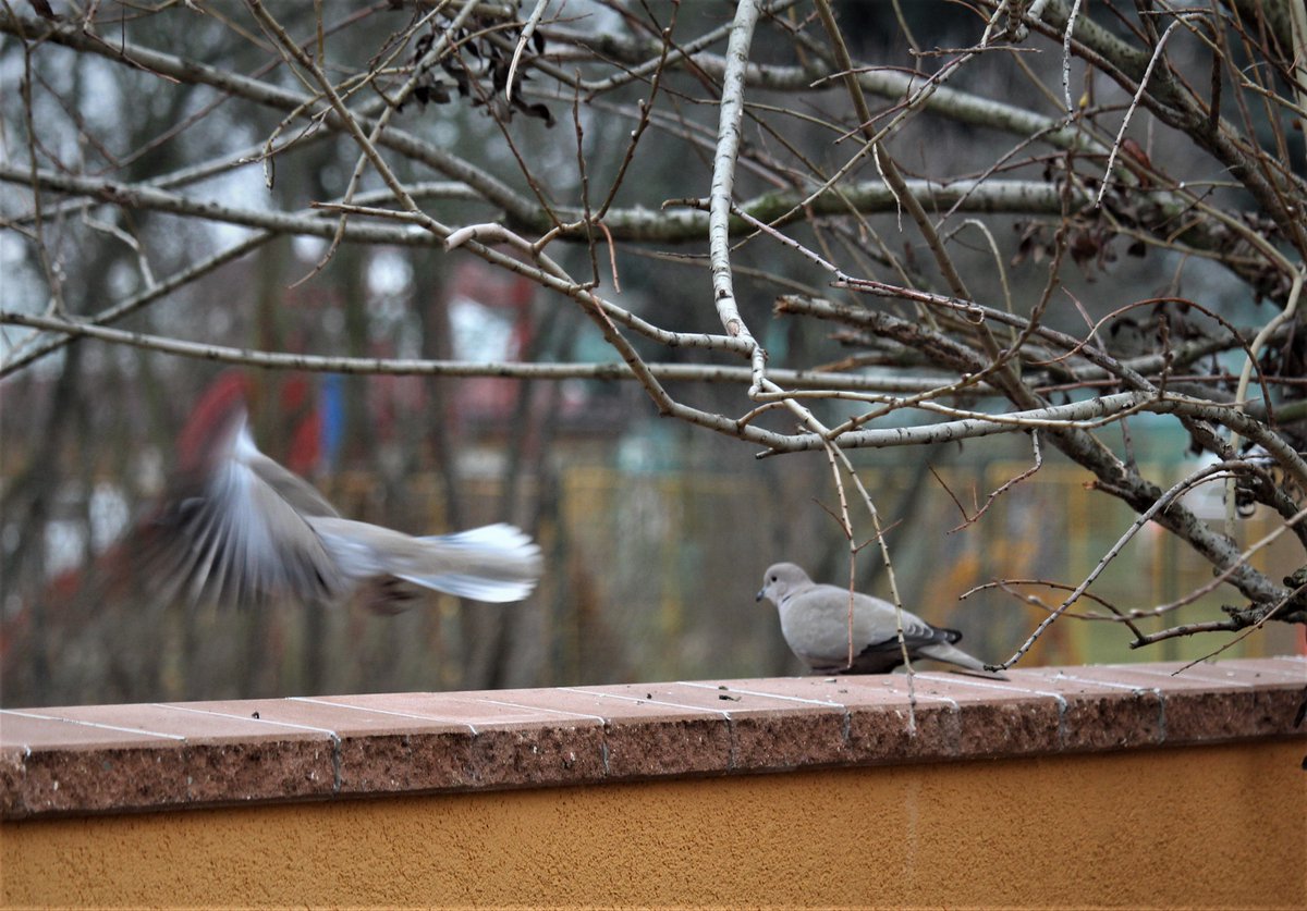Puncoskka's tweet image. Taková láska.❣️A nemyslím tu od Pavla Kohouta. 🙂
#hrajusi #zrcadlovka #teleobjektiv #200mm #photography #photoshoot
