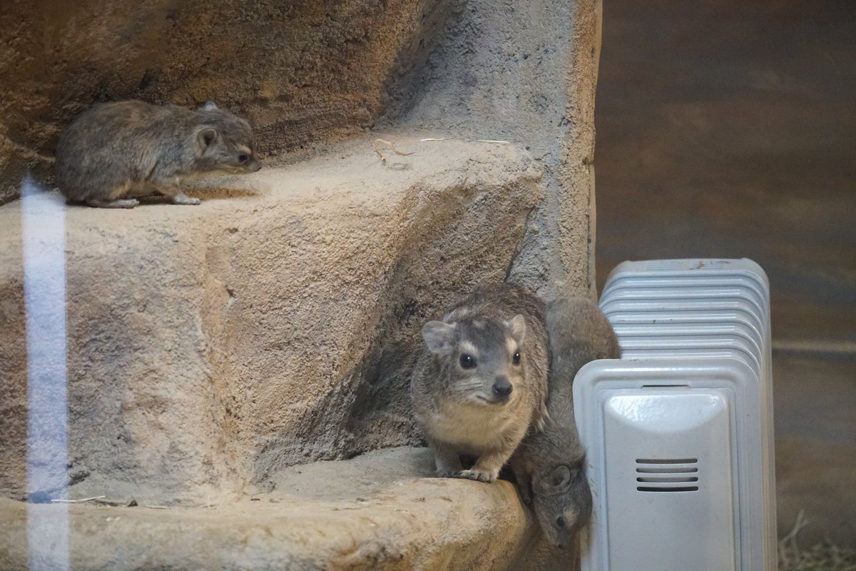 あまりにもラブリーな眉毛 キボシイワハイラックス の赤ちゃんが日本初爆誕 Togetter