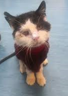 lucyscatworld's tweet photo. @StrayCatsWM 😿💔Forever in our 💕s 
 #RIPMAXIMUS run free #OTRB   
Sadly gone but never forgotten 
Maximus https://t.co/PzWtE4YKRm