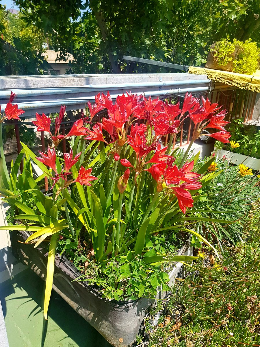 confluhostal's tweet photo. No hay forma de que estén tan hermosas 🌷🌺 con tanto sol, en una Mendoza de casi 40°🔥. Creemos que lo que las mantiene felices, es que están con las valijas listas para viajar 😉

#terrazasconencanto #valijas #plantas #viajes #alojamiento #mendoza #enero2020☀️ https://t.co/CDvaEUH8J1