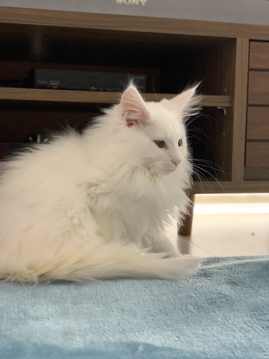 錆兎の考察 お名前募集 こんばんわー 今日は予告していた猫様のお名前募集をしたいと思います٩ ๑ ㅂ ۶ 我が家に来週やってくるメインクーンの男の子です ブリーダー様のお宅は猫だらけで幸せだった 最終的に3つに絞って投票会にしたいなぁ