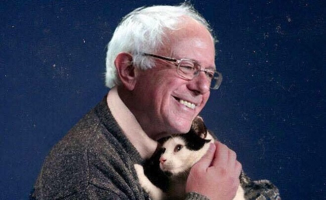 iskandrah's tweet photo. Politics ain't for the faint of heart. But, the #BernieCat meme is for everyone! #Bernie2020 https://t.co/zlOGDs0DK5
