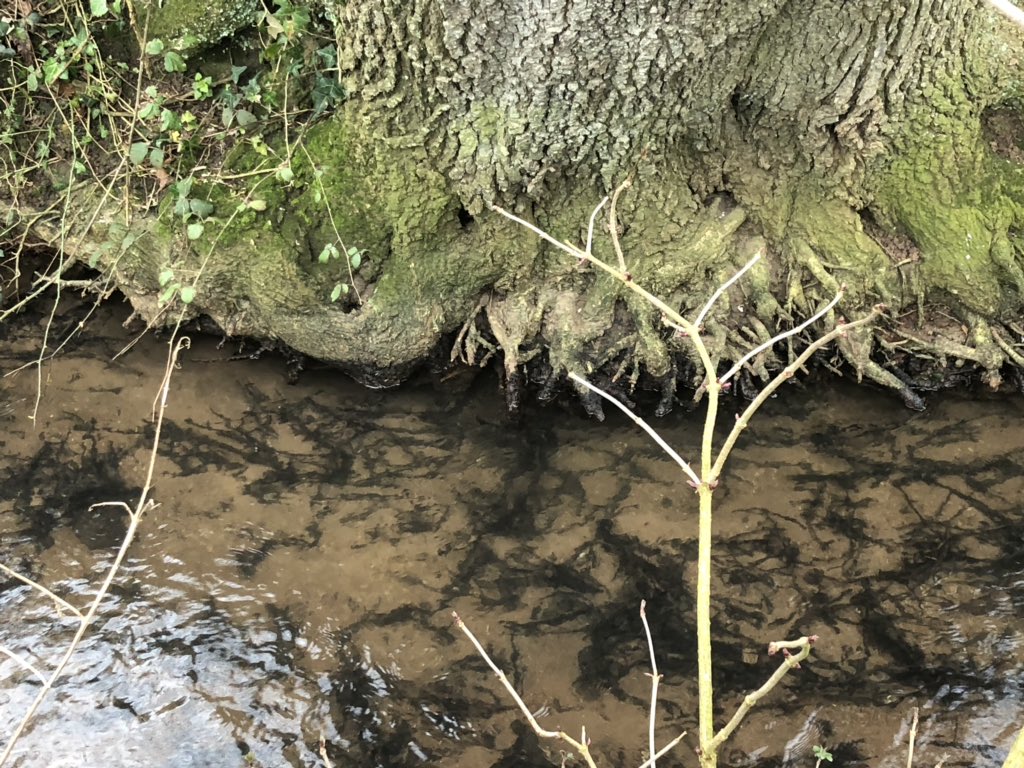 AbiReader's tweet image. @NeilUKIP Heard about this drop in session on #waterquality We spoke this week about the impact on farms. No evidence new regs will give solutions we all want. Audited my waterways this week with #RiversTrust &amp;amp; they look good 🤷🏻‍♀️🤔