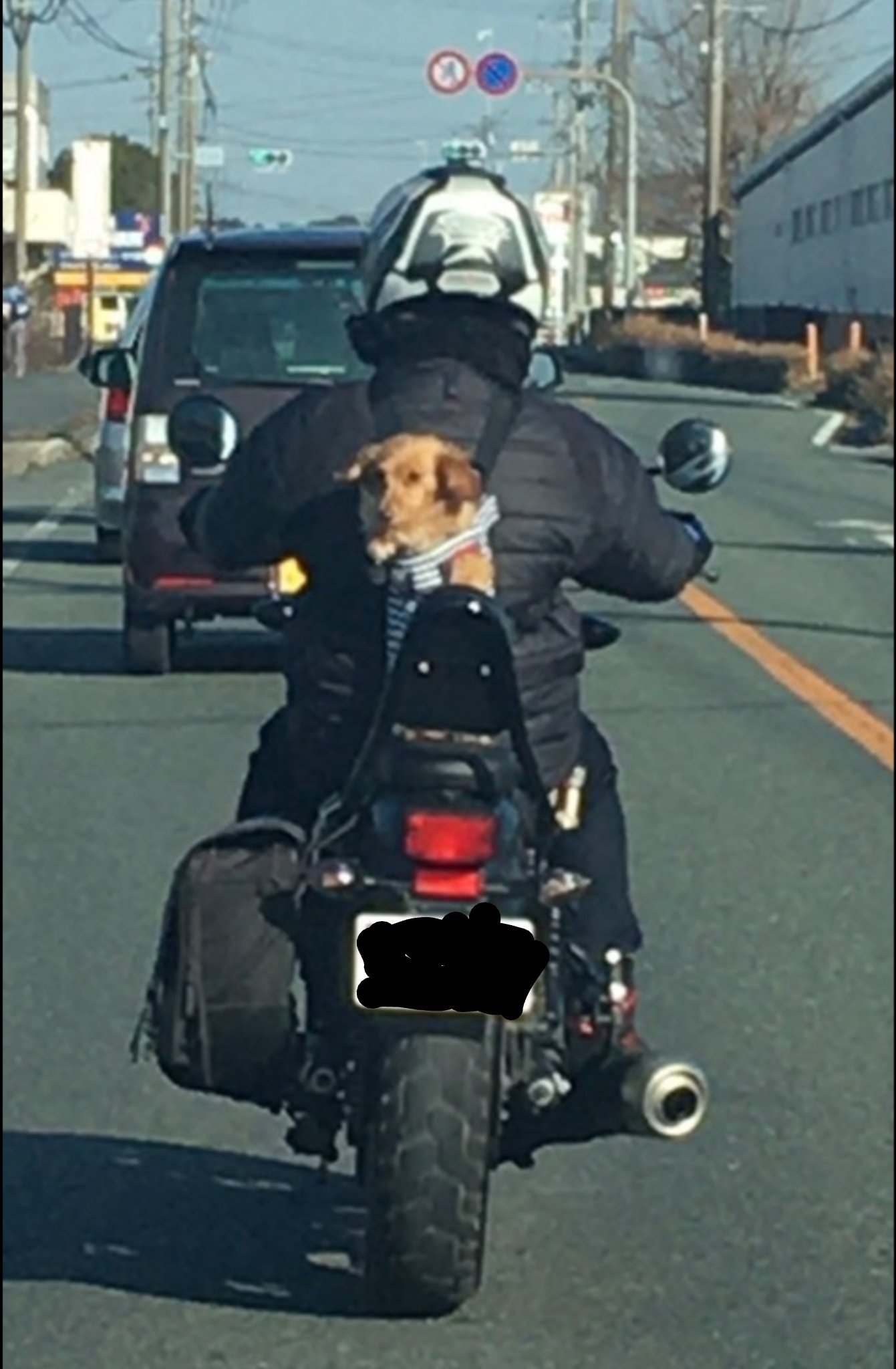 Tekken 一撃必殺の予想家 リュックかと思ったら 犬の気持ち 愛犬 リュック バイク 珍百景 T Co Qgws6tlgej Twitter