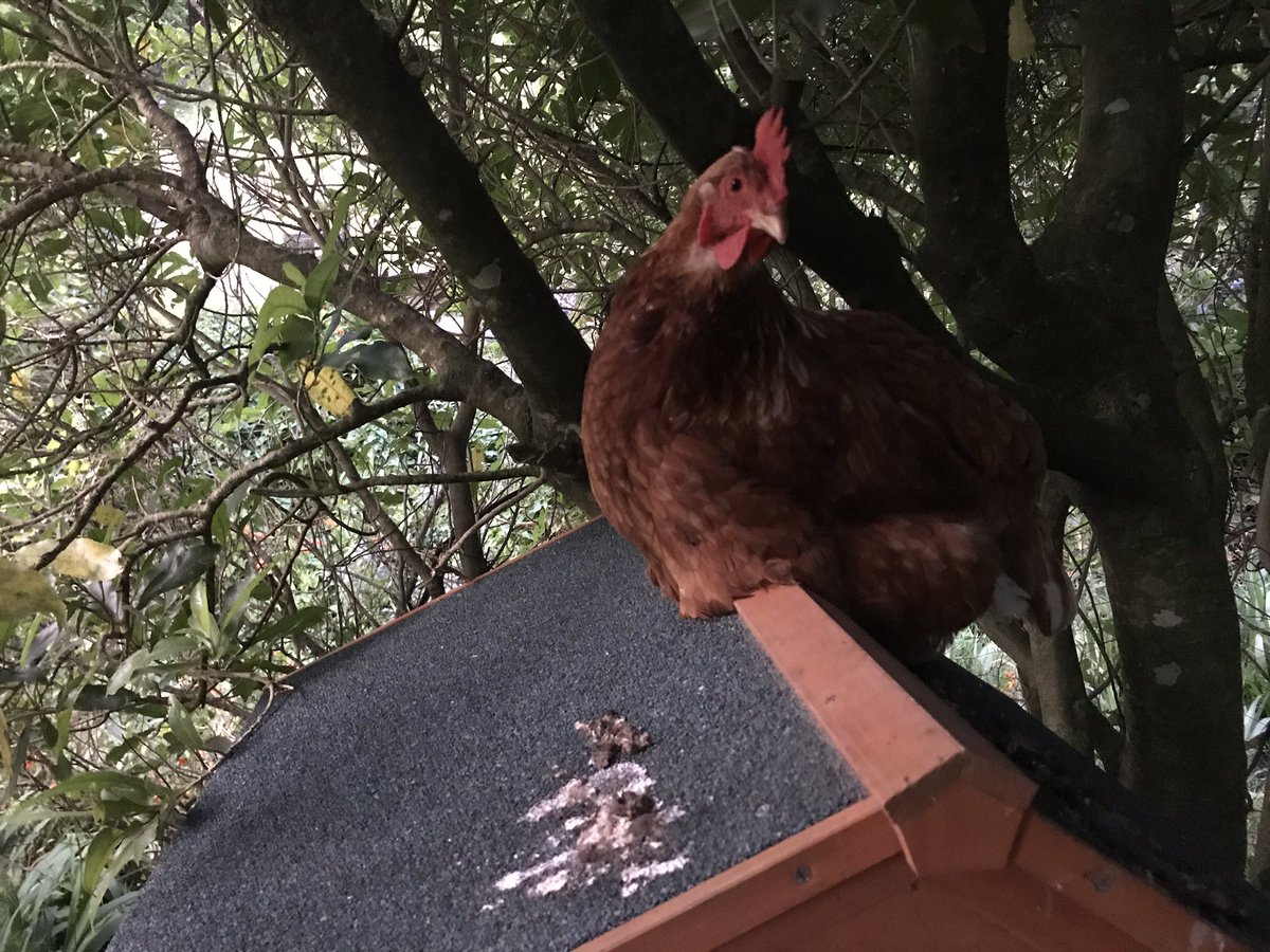 karorichook's tweet photo. I summer I like to sleep on the roof. https://t.co/mxr5VMXXHq