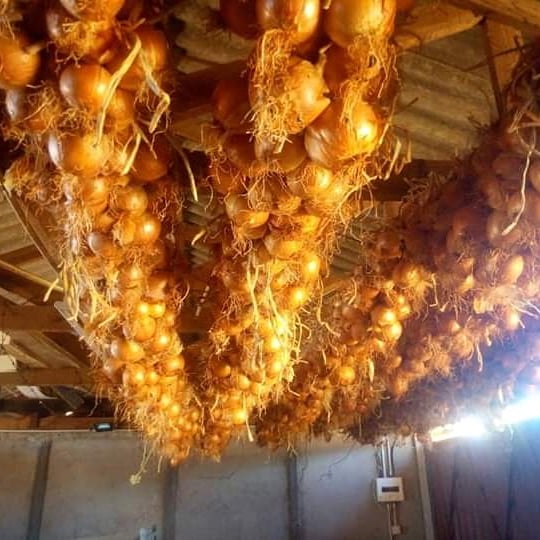Charterseeds's tweet photo. With each onion variety bulbing is triggered when the period of day light reaches a specific length.This is Why Charter Seeds have planting schedules of different varieties of onions.This is the ideal time to plant #Irationion.
#Charterseeds #Farming
#SeedsofSuccess https://t.co/wSnxWfl7Fy