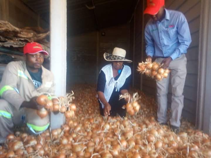 Charterseeds's tweet photo. With each onion variety bulbing is triggered when the period of day light reaches a specific length.This is Why Charter Seeds have planting schedules of different varieties of onions.This is the ideal time to plant #Irationion.
#Charterseeds #Farming
#SeedsofSuccess https://t.co/wSnxWfl7Fy