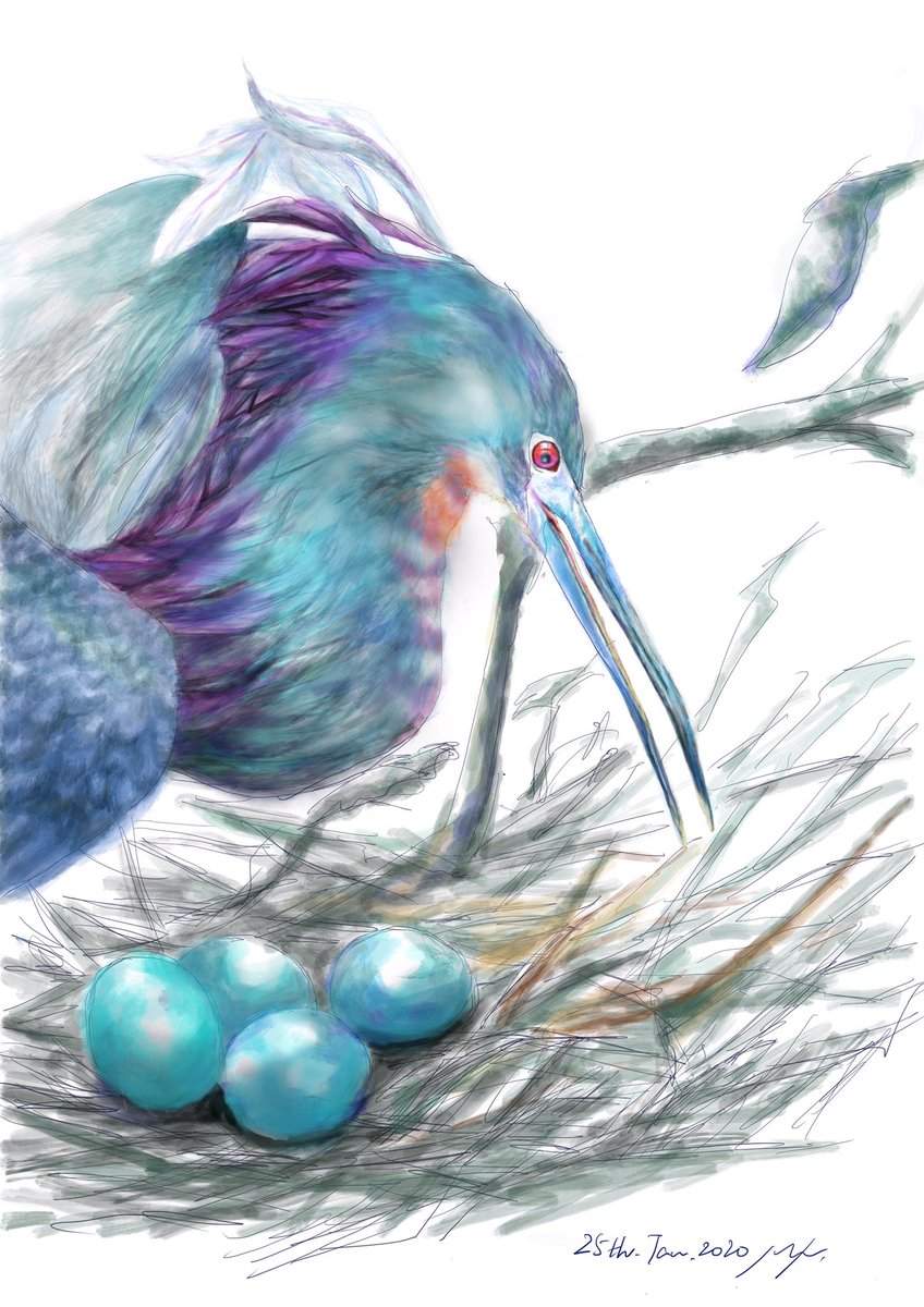 Sorry I’m late! They are Blue heron and lovely blue eggs.
#colour_collective #WedgwoodBlue #wedgewoodblue 
#procreate #illustration #イラスト #絵本 #childrenbookart #childrensillustration #picturebookart #kidlitart #blueheron #アオサギ #birdart