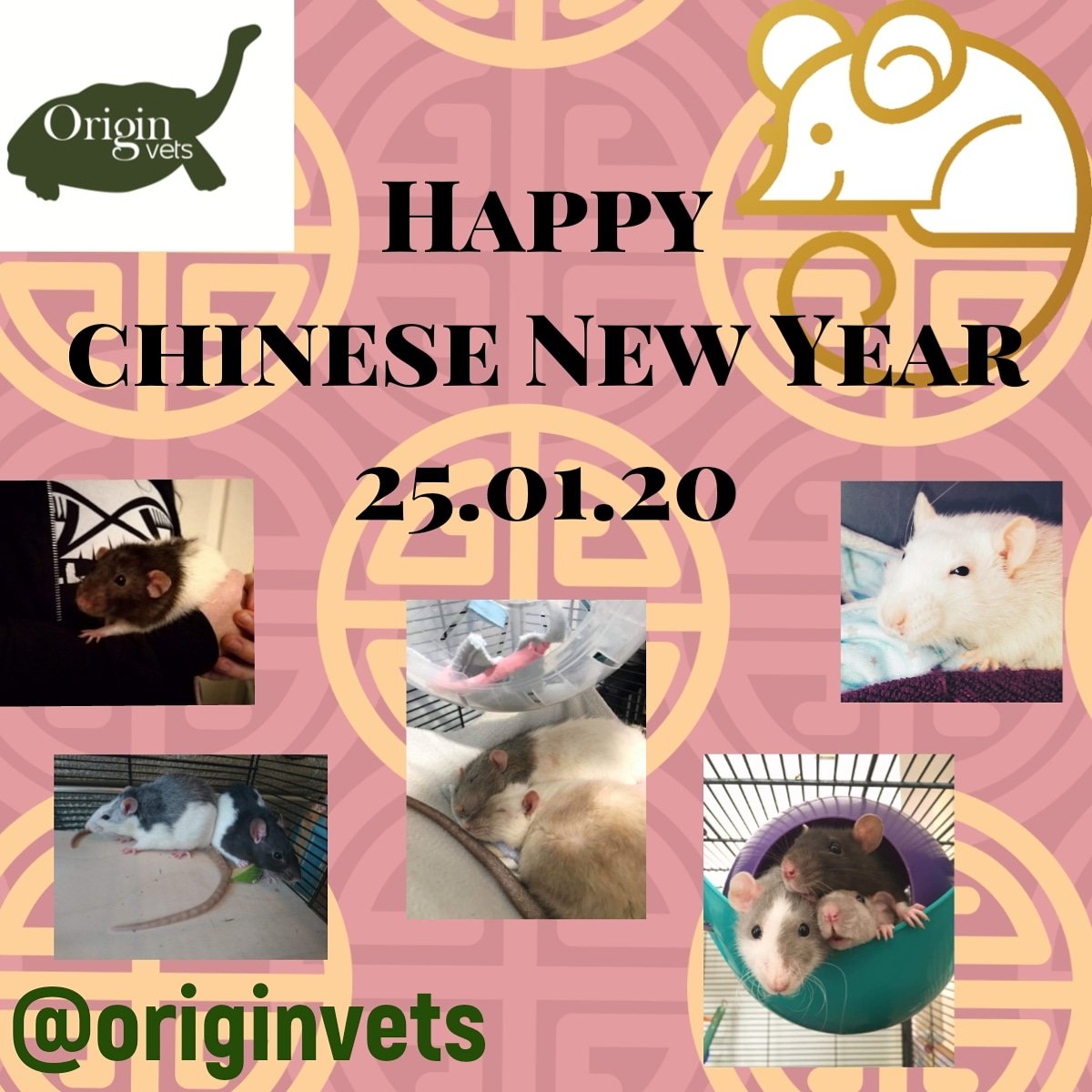 OriginVets's tweet photo. Happy year of the rat! 🐀🎉
We hope you've found this weeks rat posts informative. 
Many thanks to the following for allowing us to use their rat photos:
🐀Ivy animal Sanctuary https://t.co/NybATFqdIg 
🐀Ashley Jordanides
🐀Jade Bosley
🐀Our very own Dr Sophie Jenkins https://t.co/z9uau5FchM