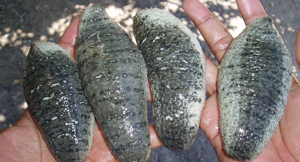 DeepSeaDiamond's tweet photo. NY Times: China sees growing demand for sea cucumbers
#China #demand #seacucumber
https://t.co/59WHqckkMn https://t.co/x4DEgaW0Jt