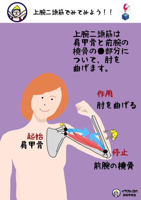 上腕二頭筋のtwitterイラスト検索結果 古い順 上腕二頭筋のtwitterイラスト検索結果 古い順