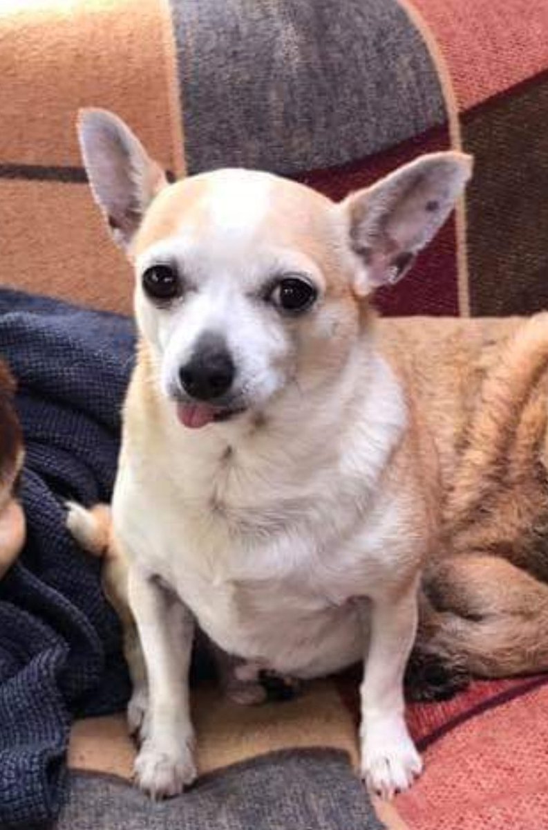 MaxPeakHeating's tweet photo. RIP my little fuzz ball from another mother. Run free and far gizmo ❤ https://t.co/6MKVqypiRU