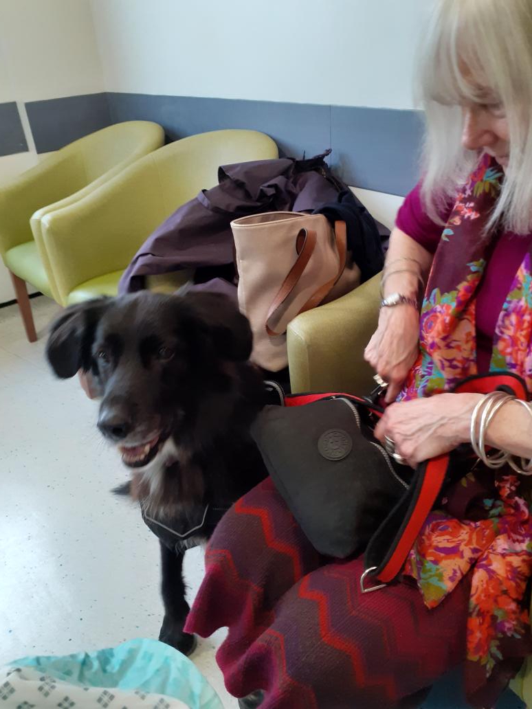 1949muzza's tweet photo. Unbelievably  well behaved Harley  visited me in hospital. X https://t.co/tx6E8RaA9f