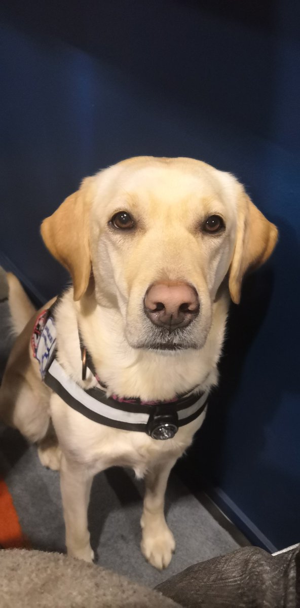serpandeerus's tweet photo. Hyvät conikävijät!

Coni on minulle haastava työympäristö: annathan minulle työrauhan olemalla kuin minua ei olisi!!

Katsekontakti on hihnani ja iloiset sanat palkintoni! ♥️ Vältäthän kumpaakin kanssani! 

Ihanaa coniviikonloppua

Terveisin,
Aputassu Rauha🐾

#Desucon #Frostbite https://t.co/cYGDo7vauZ