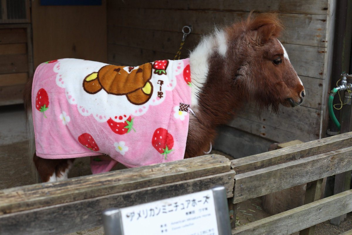 アメリカンミニチュアホース