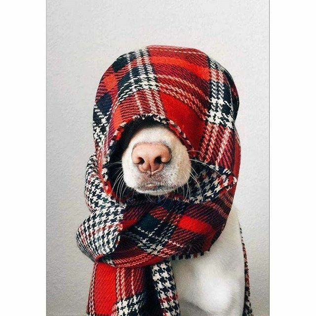 paper_hounds's tweet photo. Happy burns nicht 🏴󠁧󠁢󠁳󠁣󠁴󠁿 Some hae meat and canna eat, -- And some wad eat that want it; But we hae meat, and we can eat, Sae let the Lord be thankit

#scottishartist #scottishpainter #paperhounds #paperhoundstweet #dogLove https://t.co/1MmUQ5huuR