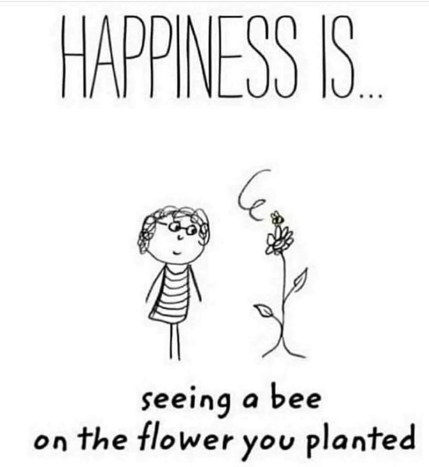 Woensdag 22 april. Landelijke Zaaidag voor #bijen #vlinders en #wildebijen #zaaiendoetzoemen