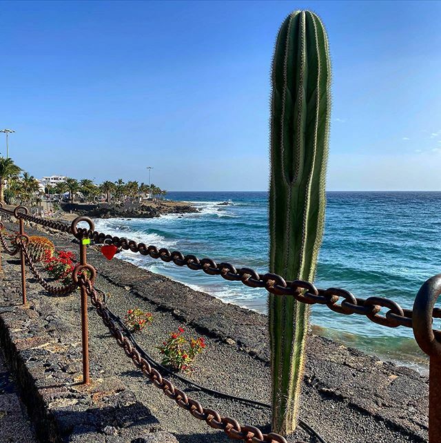 Do you like cacti 🌵?
Happy Saturday!
🌵 🌵
🌵
#cactus #cactilove #cactilovers #cactilover #cactus🌵 #cactuslovers #plantsofinstagram #tropicalvibes #tropicalnature #seaviewcollection #nature #lanzarote #oceanview #travelphotography #travelspain #lanz… ift.tt/3aD7nal