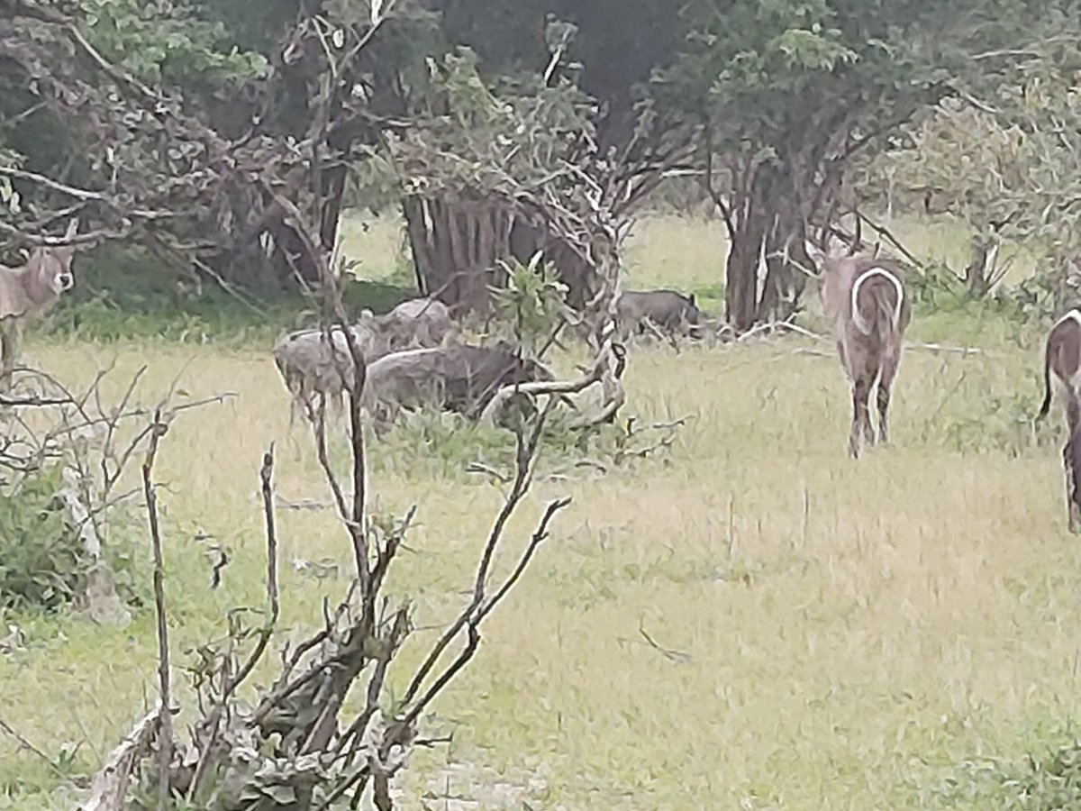 se0362's tweet photo. Medics from @34Hospital , @3MedRegt STTT and Gren Gds STTT visiting Liwonde National Park. In addition to viewing the wildlife, they paid respects at the site where Gdsm Talbot tragically died in an accident last year whilst protecting endangered animals on anti poaching ops. https://t.co/3GEoX23NEM