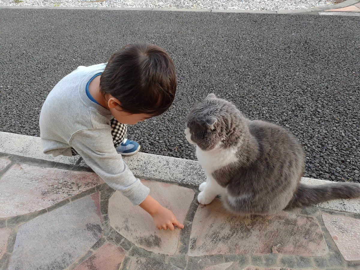 保育園に通うお子さんが飼猫に、保育園に迎えに来て欲しいから道のりを教えているｗ猫も真剣に聞いているｗｗｗ