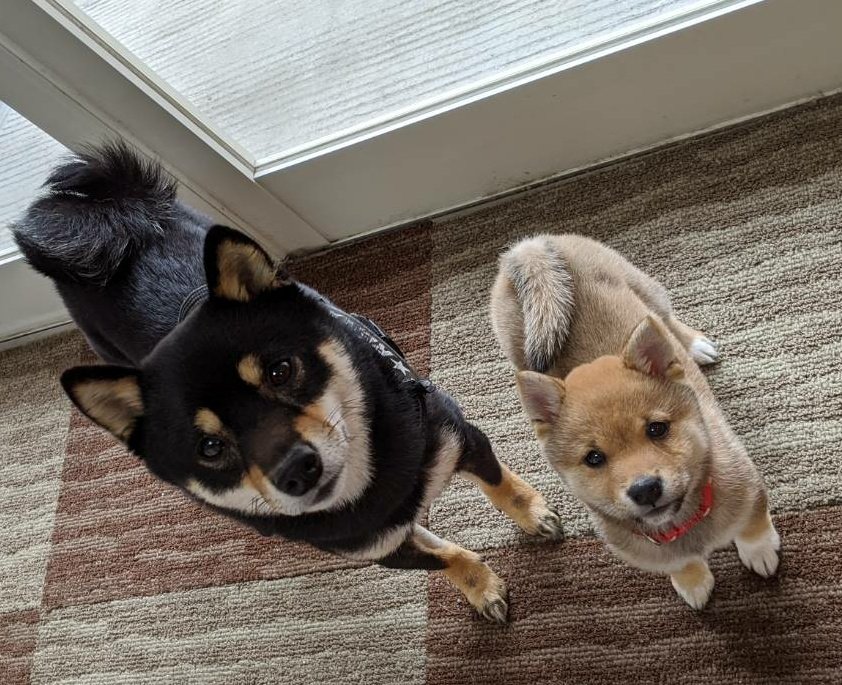 爪切り Hashtag On Twitter