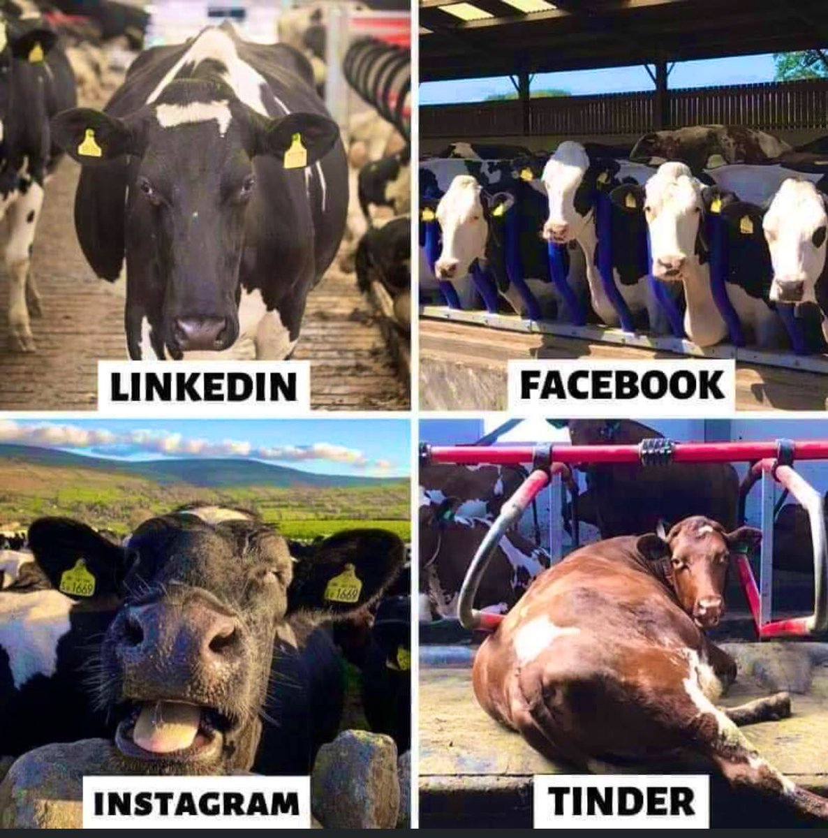 😂😂 cows doing #socialmedia #cowsoftwitter