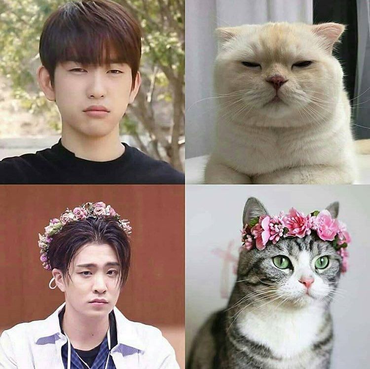 biankybampark's tweet photo. “Hello we are CAT7!” 

#GOT7 @GOT7Official 

ctto. https://t.co/dDfLMFwfLZ