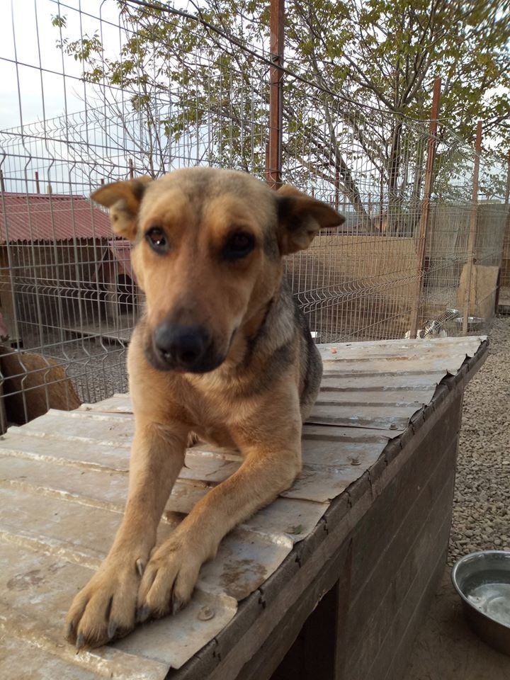Heute zeigen wir euch unsere ❤️❤️HAPPY❤️❤️

HAPPY ist ein hübscher Schäfi-mix, wurde 2017 in einer Tüte ca. 8 Wochen alt über den Zaun geworfen. 😔
Sie hatte 3 Geschwister, alle waren krank und nur aber sie hat überlebt.

Ihr bester Freund Micky hat ein Zuhause gefunden.
